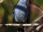 Gray Catbird