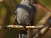 Gray Catbird