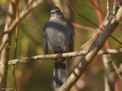 Gray Catbird