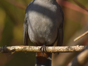 Gray Catbird