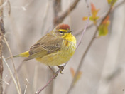 Palm Warbler