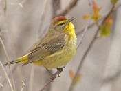 Palm Warbler