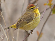 Palm Warbler