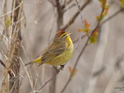 Palm Warbler