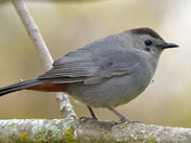 Gray Catbird