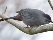 Gray Catbird
