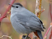 Gray Catbird