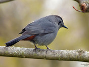 Gray Catbird
