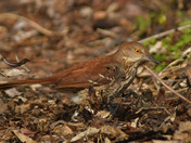Brown Thrasher