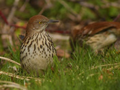 Brown Thrasher