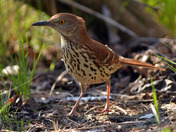 Brown Thrasher