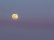 Last Super Moon of 2020, The Flower Moon