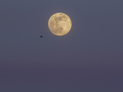 Last Super Moon of 2020, The Flower Moon