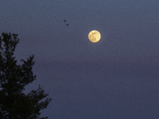 Last Super Moon of 2020, The Flower Moon