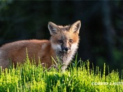 Red fox