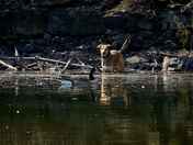 Encounter of the bird kind.