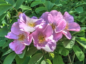 Wild Roses