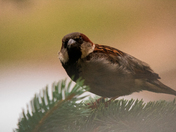 Sparrow
