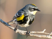 Yellow-Rumped Warbler