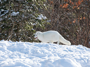 What Sharp Teeth You Have!