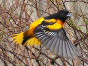Oriole in Flight