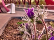 Flowers By The Peace Bridge