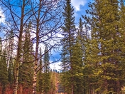 Walking Through A Colorful Forest Pathway