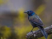 Common Grackle