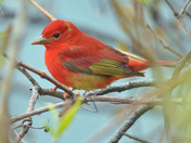 Summer Tanager