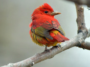 Summer Tanager
