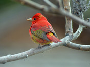 Summer Tanager
