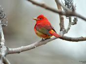 Summer Tanager