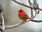 Summer Tanager