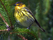 Cape May Warbler