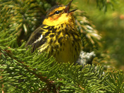 Cape May Warbler