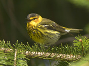 Cape May Warbler
