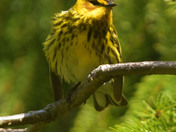 Cape May Warbler