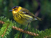 Cape May Warbler