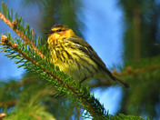 Cape May Warbler