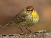Palm Warbler