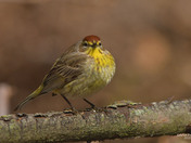 Palm Warbler