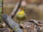 Palm Warbler