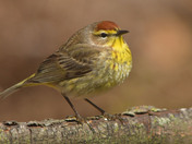 Palm Warbler