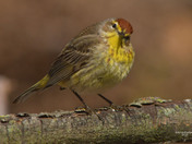 Palm Warbler