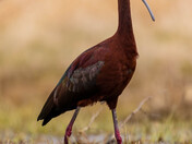 The White Faced Ibis