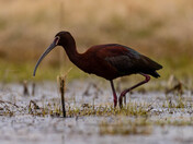 The White Faced Ibis