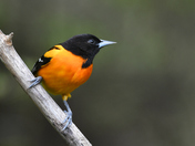 Baltimore oriole.