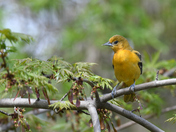 Baltimore oriole.