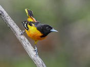 Baltimore oriole.