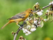 Baltimore oriole.